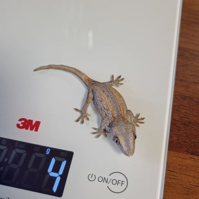 옐로우 오렌지 스트라이프