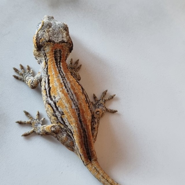 레드 스트라이프