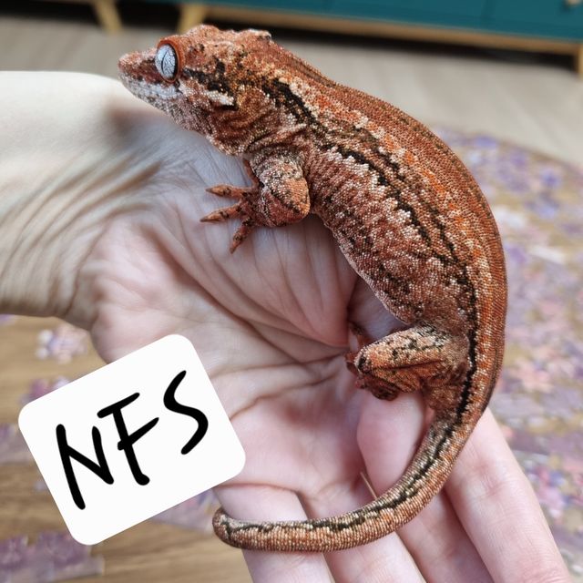 오렌지 스트라이프