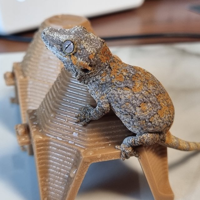 오렌지 스켈레톤 블로치드