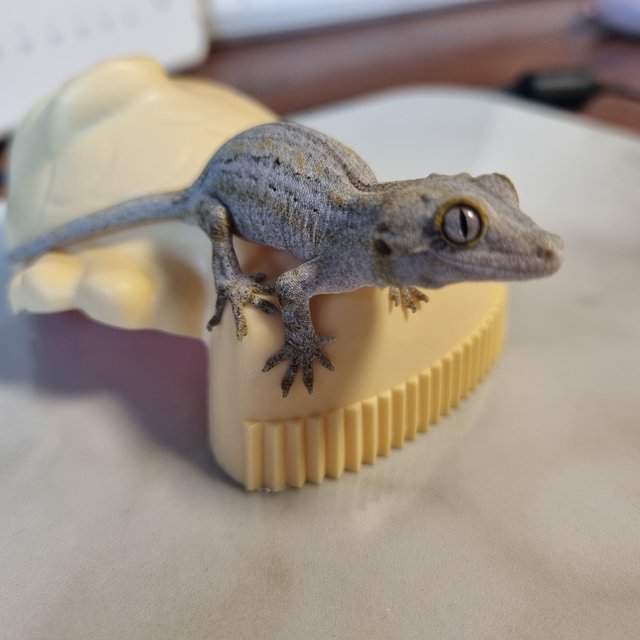 스트라이프 화이트