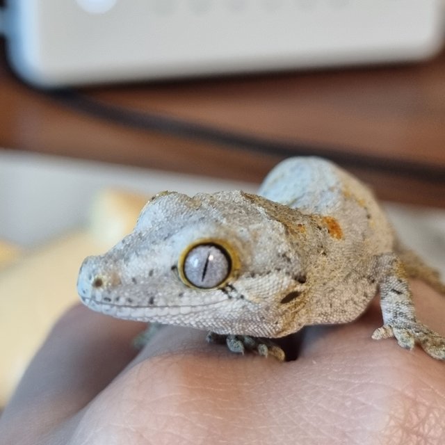 화이트 레티큘 오렌지 블로치드