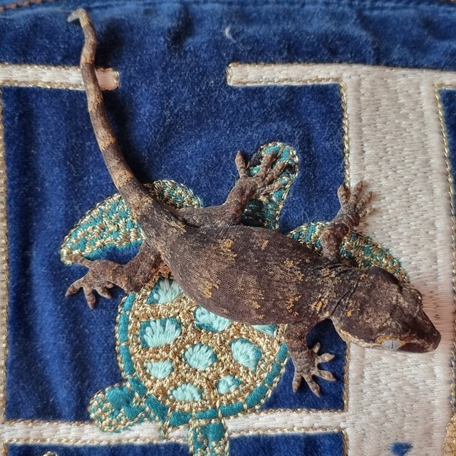 레티큘 오렌지 블로치드