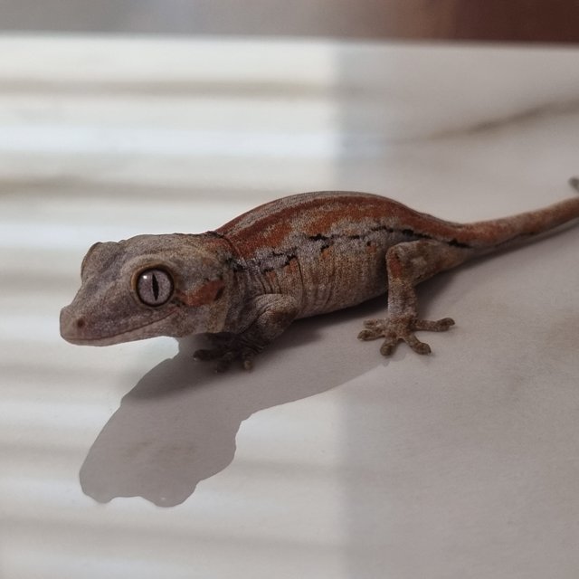 오렌지 레드 스트라이프