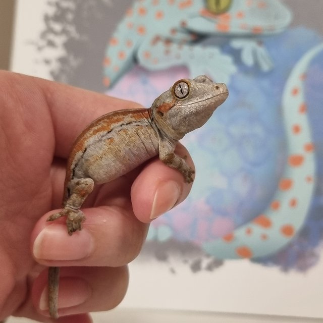 오렌지 레드 스트라이프