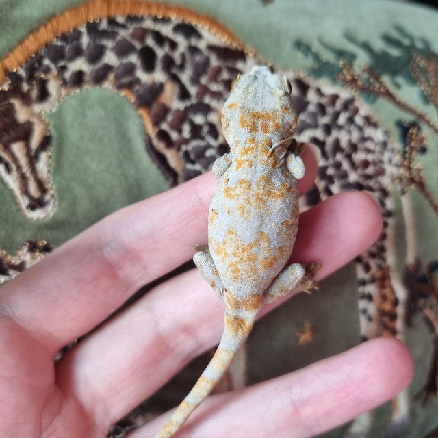 오렌지 스켈레톤 블로치드