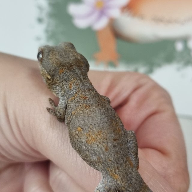 레티큘 블로치드