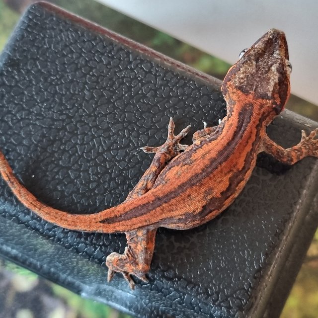 레드 스트라이프