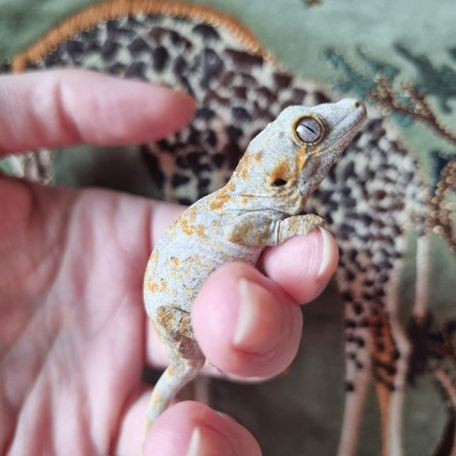 오렌지 스켈레톤 블로치드