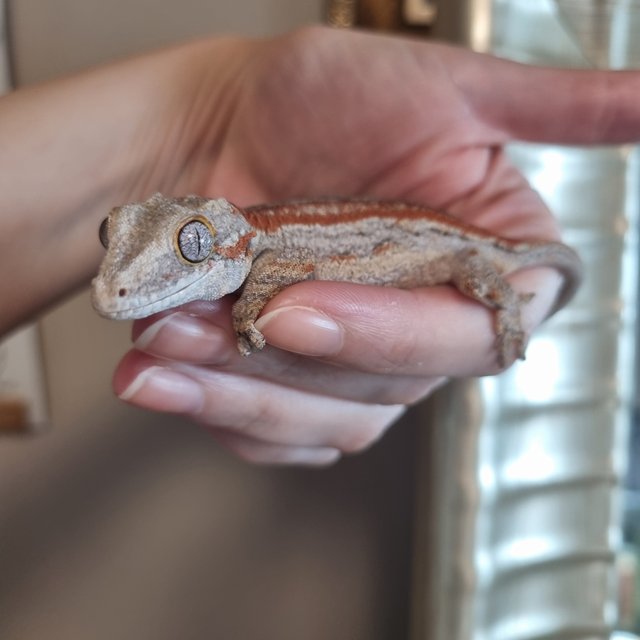 레드 오렌지 스트라이프