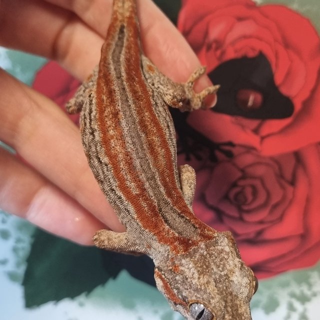 레드 스트라이프