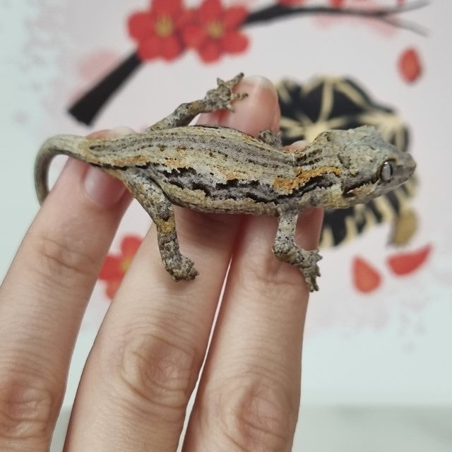 오렌지 스트라이프