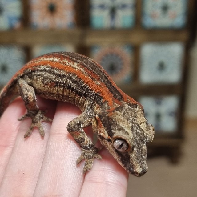 레드 스트라이프