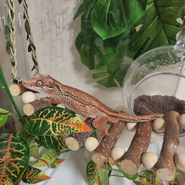 오렌지 스트라이프