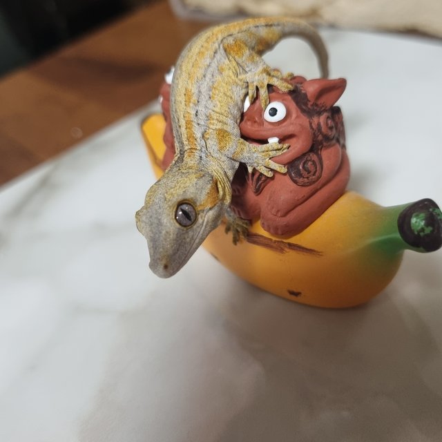 옐로우 오렌지 스트라이프