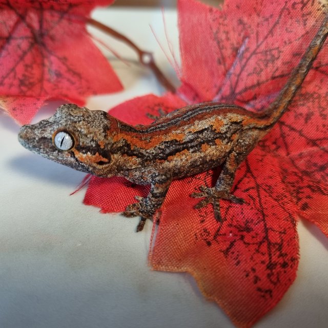 레드 스트라이프