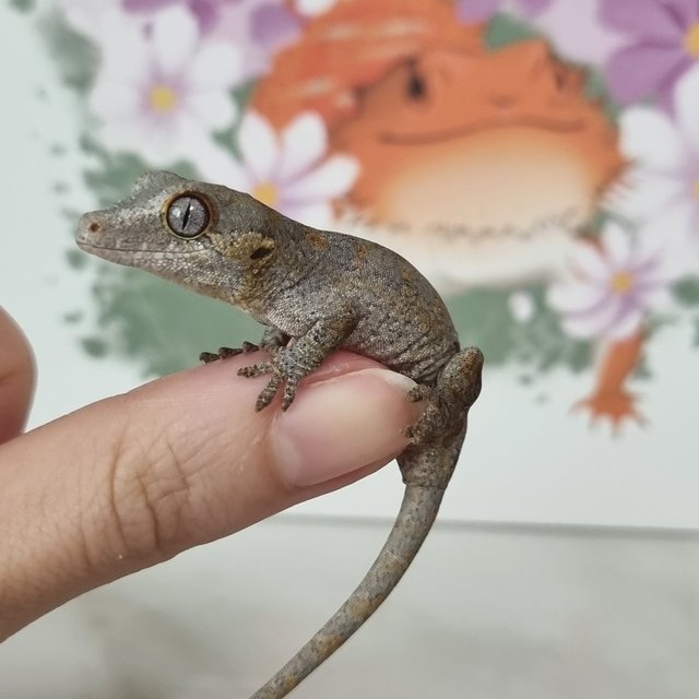 레티큘 블로치드