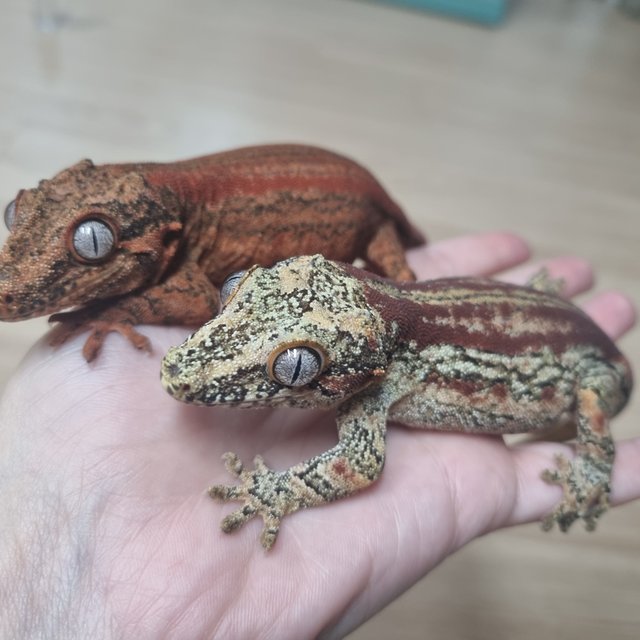 레드 스트라이프