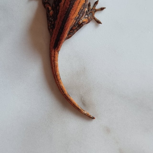 레드 스트라이프