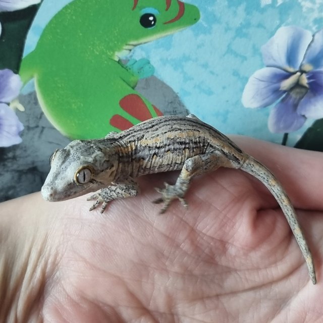 노멀 스트라이프