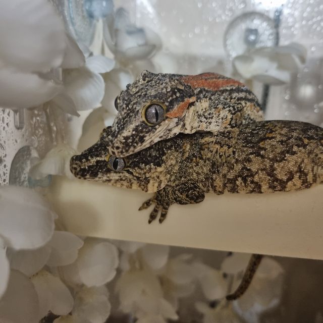 오렌지 스트라이프