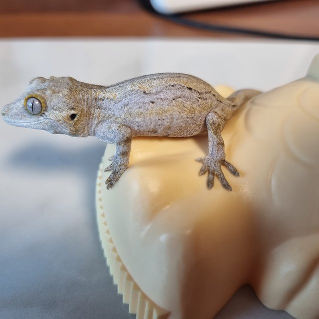 스트라이프 화이트