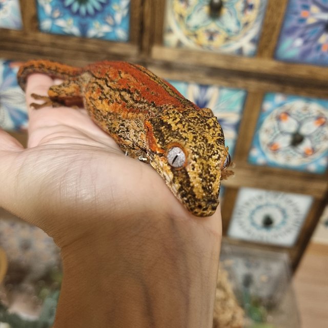 레드 스트라이프