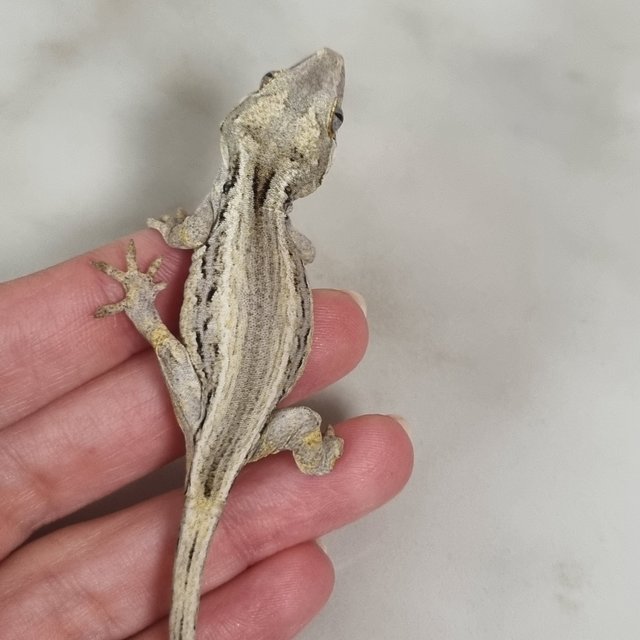 화이트 스트라이프