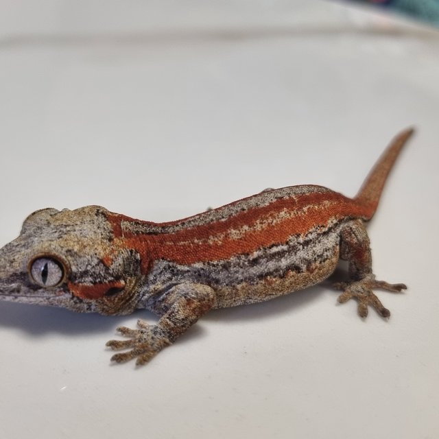 오렌지 스트라이프