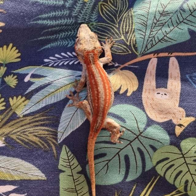 오렌지 스트라이프