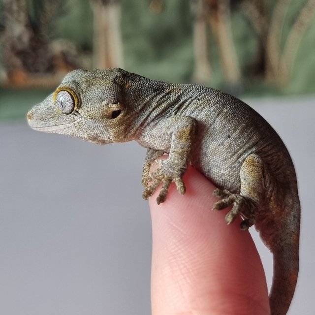 레티큘 블로치드