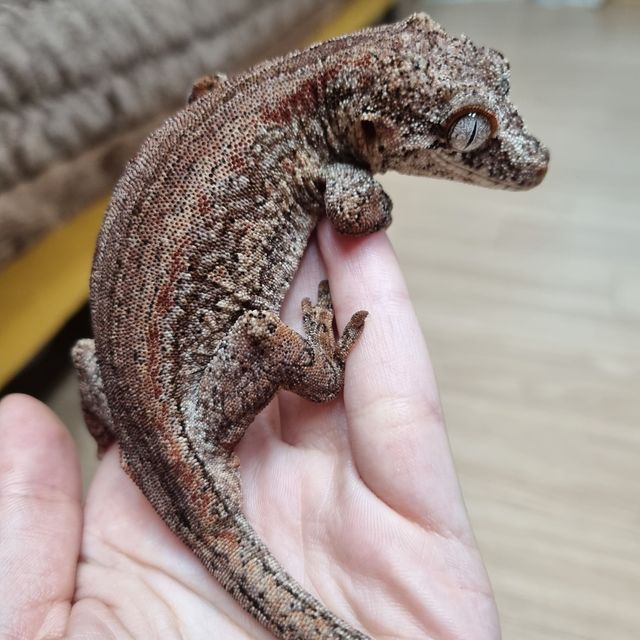 레드 스트라이프