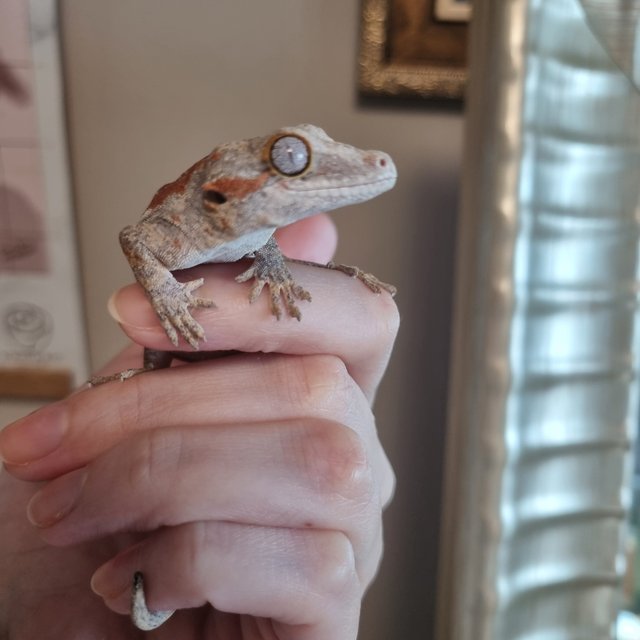 레드 오렌지 스트라이프