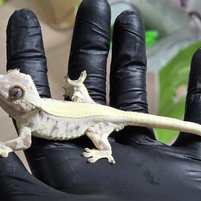 릴리 세이블 솔리드백 풀핀 쿼드