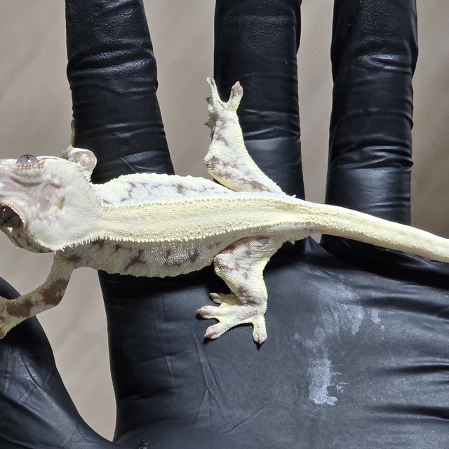 릴리 세이블 솔리드백 풀핀 쿼드