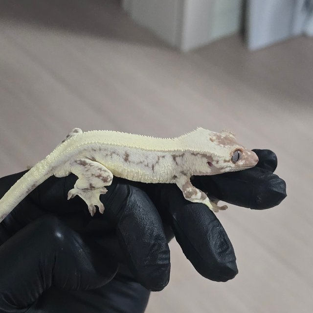 릴리 세이블 솔리드백 풀핀 쿼드