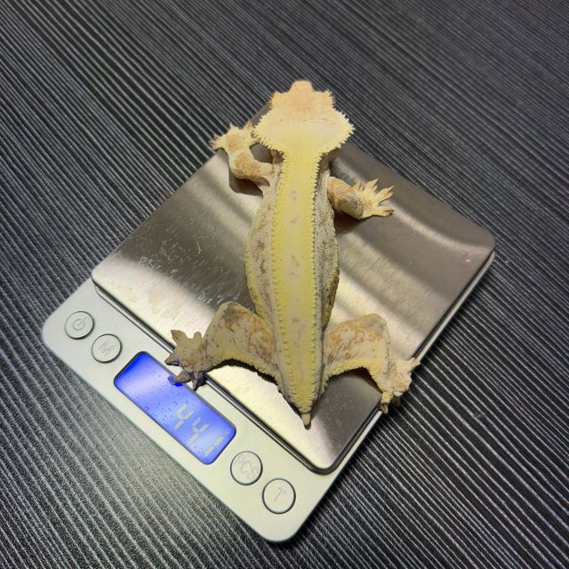 릴리화이트 풀핀