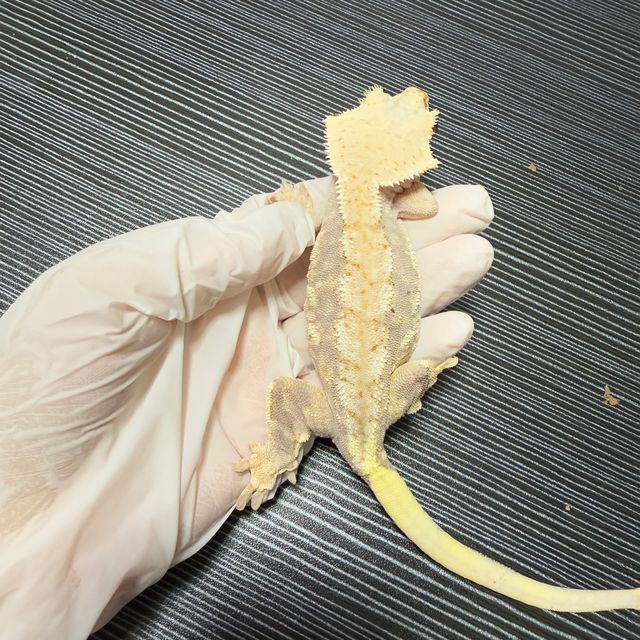 100%헷아잔틱