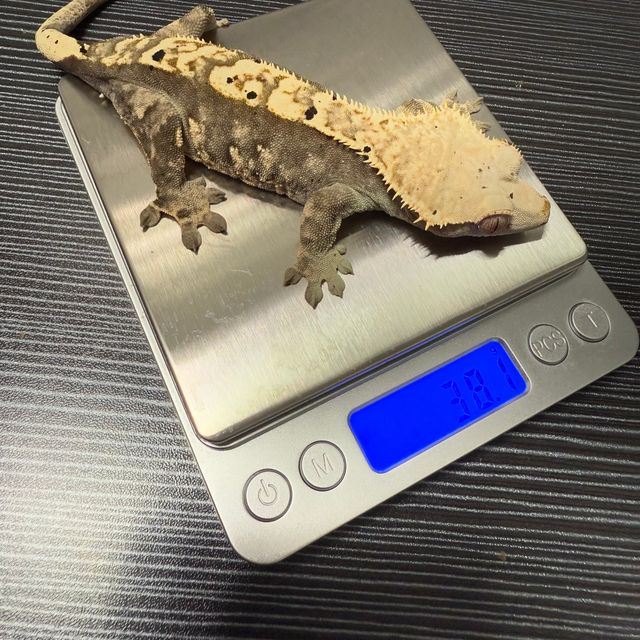100%헷아잔틱
