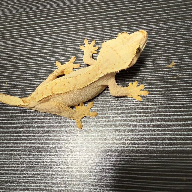 100%헷아잔틱