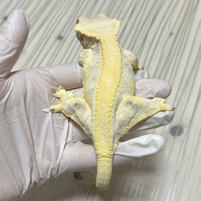 릴리화이트 옐로우