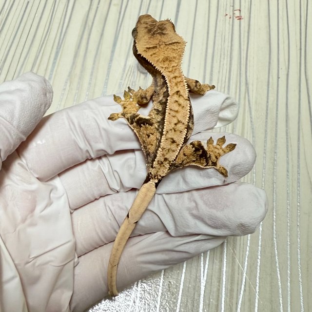 노멀 핀스트라이프