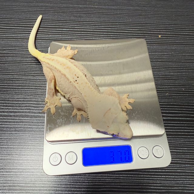 100%헷아잔틱 릴리100%헷아잔틱