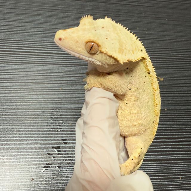 100%헷아잔틱