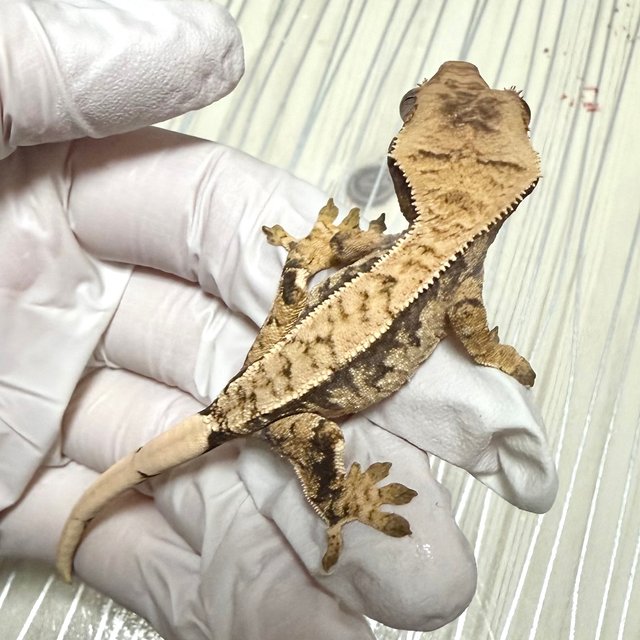 노멀 핀스트라이프