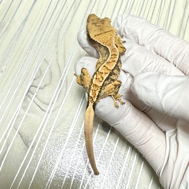 노멀 핀스트라이프