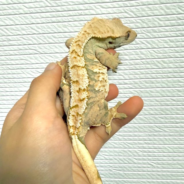 노멀 트라이 익스트림할리퀸