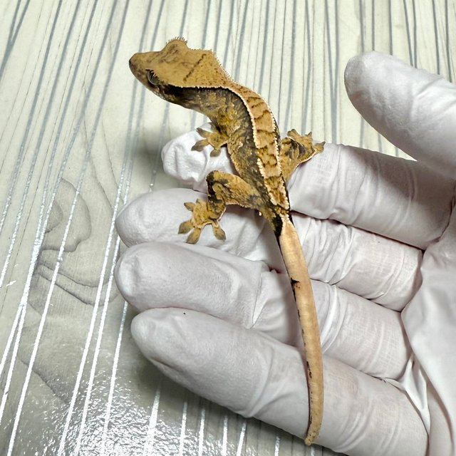 노멀 핀스트라이프