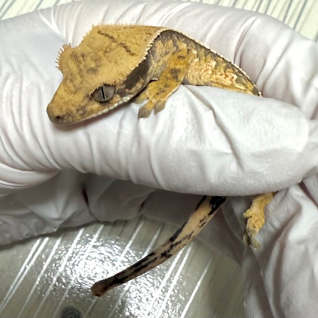 노멀 핀스트라이프