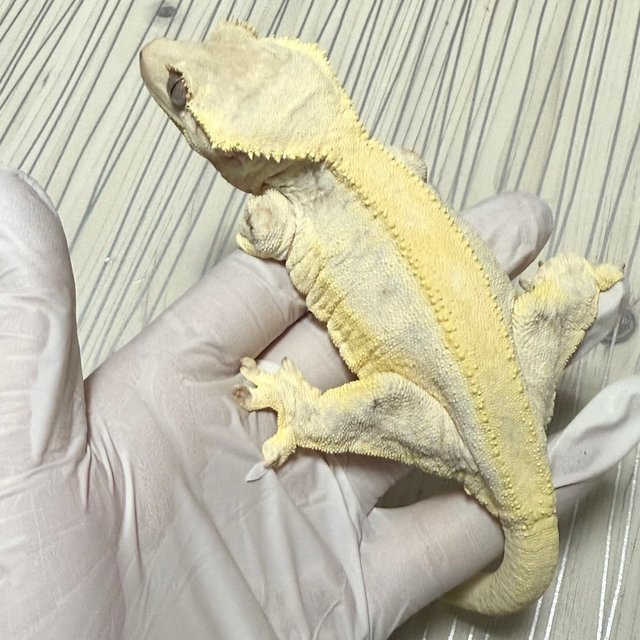 릴리화이트 옐로우